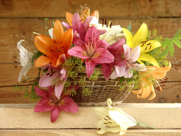 Обои картинки фото цветы, лилии,  лилейники