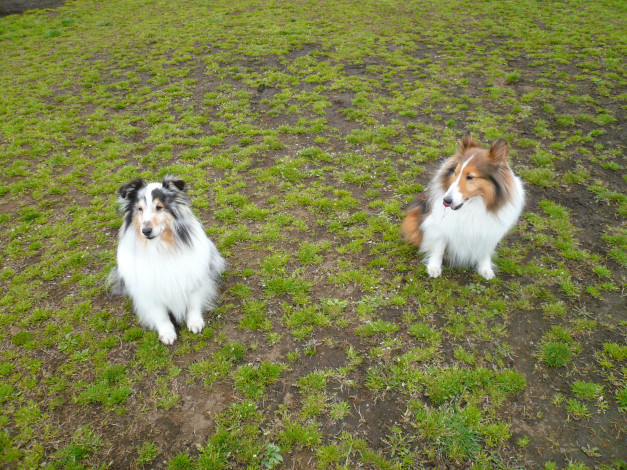 Обои картинки фото животные, собаки