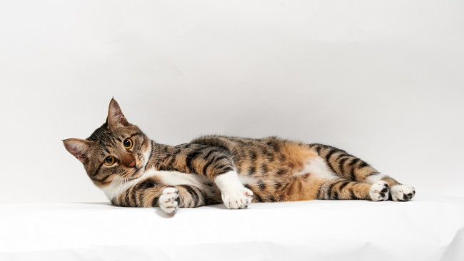 Обои картинки фото животные, коты, кошка, белое, лежа, кот