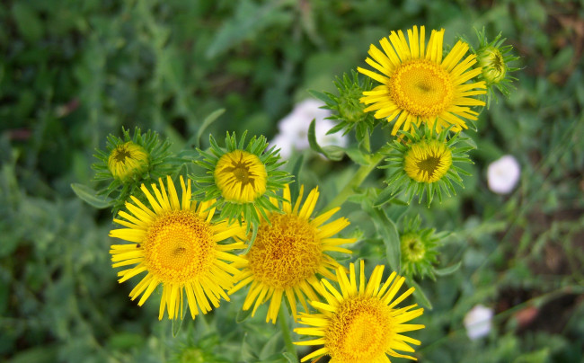 Обои картинки фото цветы, луговые, астры, зелень, полевые, жёлтые