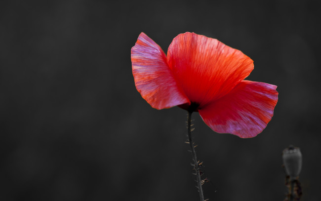 Обои картинки фото цветы, маки, мак, один, лепестки