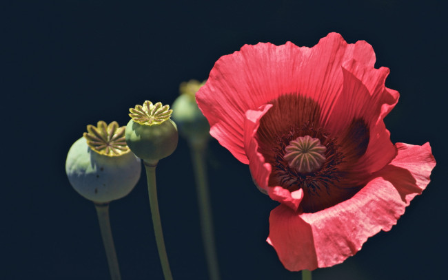 Обои картинки фото цветы, маки, мак, семенные, коробочки, лепестки, розовый