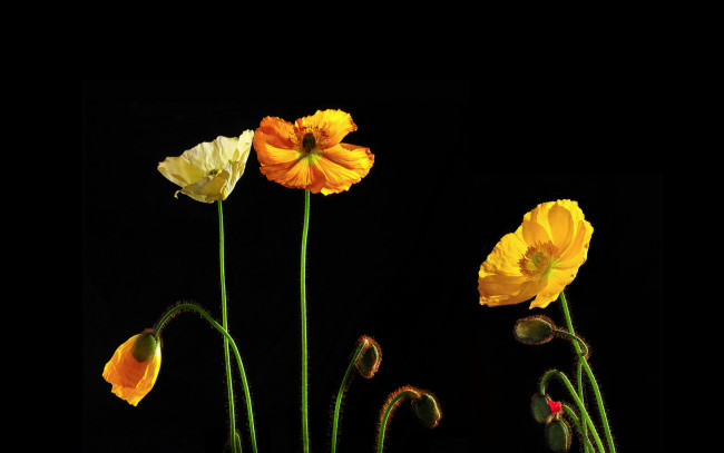 Обои картинки фото цветы, маки, жёлтые, чёрный, фон, стволики