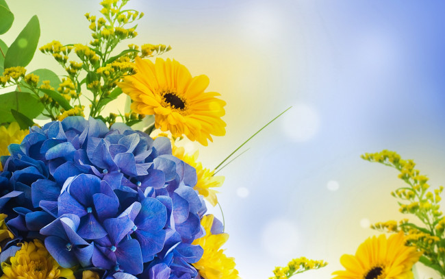 Обои картинки фото цветы, разные вместе, флокс, блики, герберы, голубой