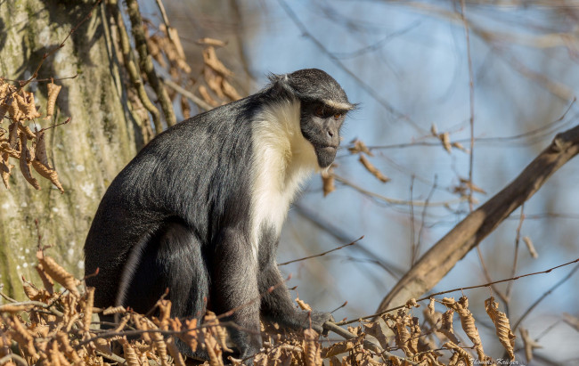 Обои картинки фото животные, обезьяны, примат