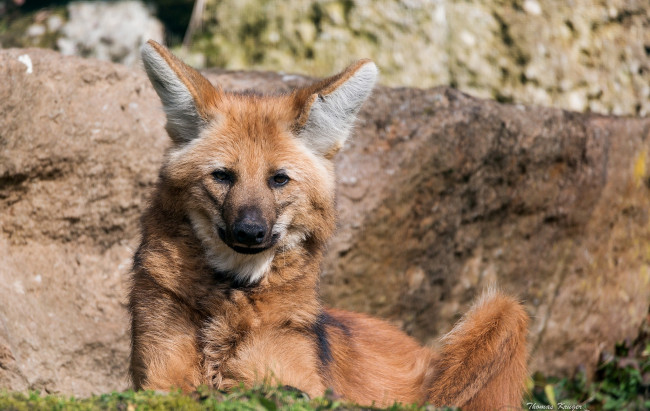 Обои картинки фото животные, волки,  койоты,  шакалы, рыжий