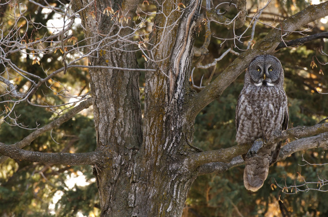 Обои картинки фото животные, совы, маскировка