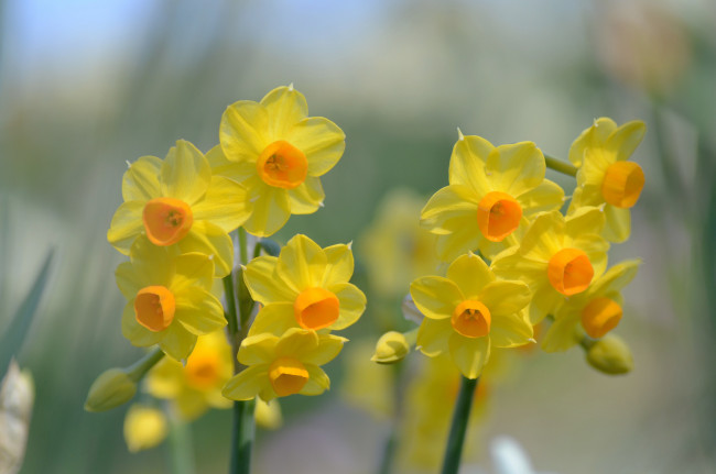 Обои картинки фото цветы, нарциссы, желтый