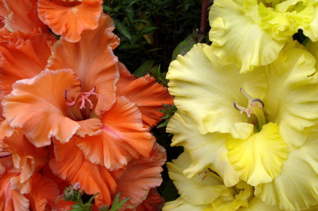 Обои картинки фото цветы, гладиолусы, макро