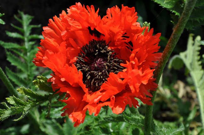 Обои картинки фото цветы, маки, красный