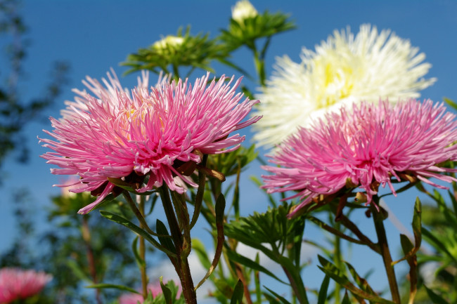 Обои картинки фото цветы, астры