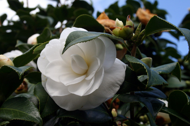 Обои картинки фото цветы, камелии, белый