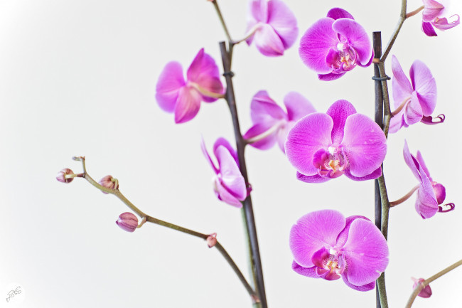 Обои картинки фото цветы, орхидеи, розовый