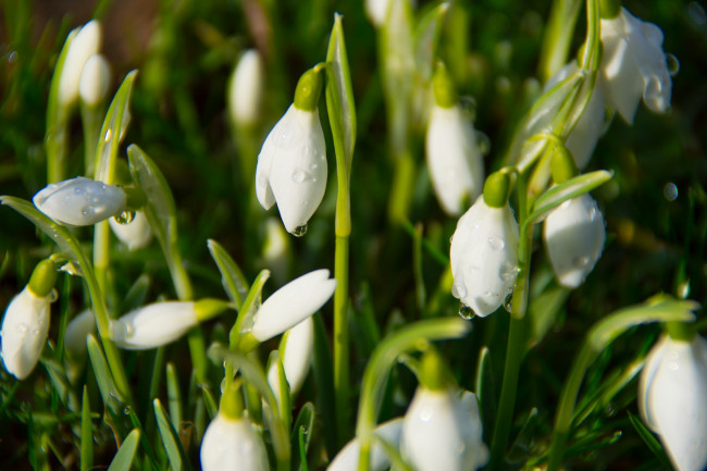Обои картинки фото цветы, подснежники,  белоцветник, бутончики