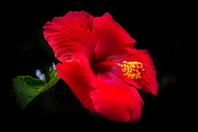 Обои картинки фото цветы, гибискусы, красный