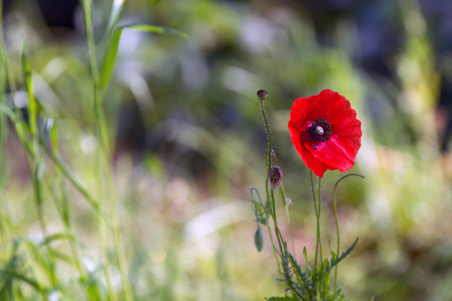 Обои картинки фото цветы, маки, мак, один, поле, красный, трава