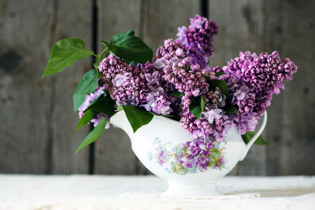 Обои картинки фото цветы, сирень