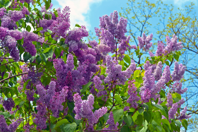 Обои картинки фото цветы, сирень, весна