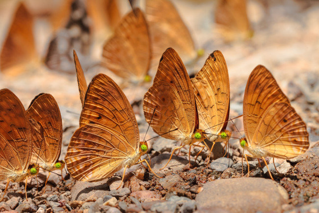 Обои картинки фото животные, бабочки, крылья
