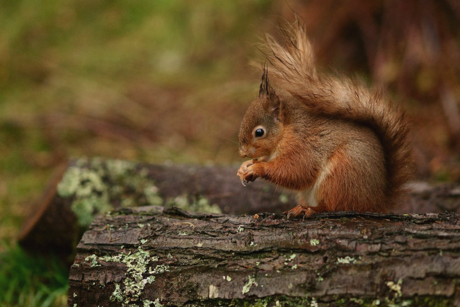 Обои картинки фото животные, белки, зверек