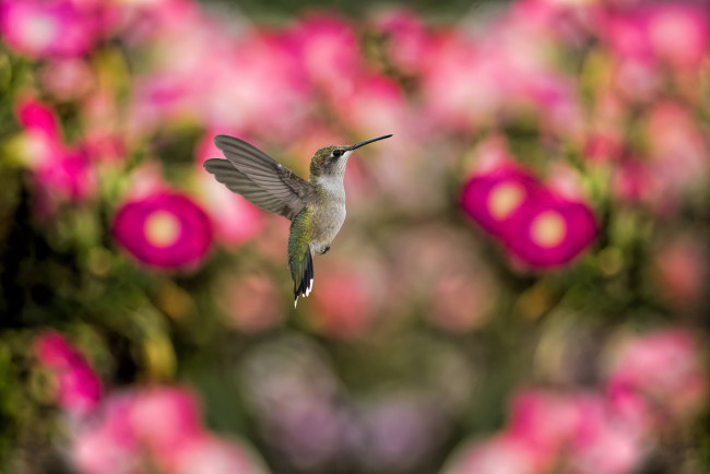 Обои картинки фото животные, колибри, полет, камелии