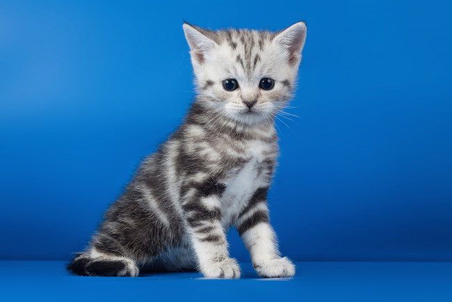 Обои картинки фото животные, коты, котейка