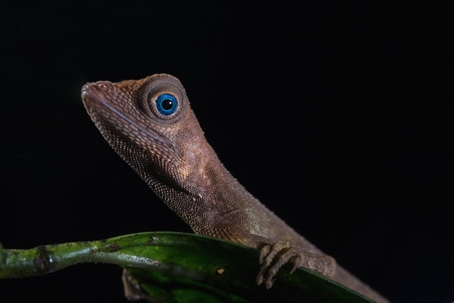 Обои картинки фото животные, Ящерицы,  игуаны,  вараны, ящерица