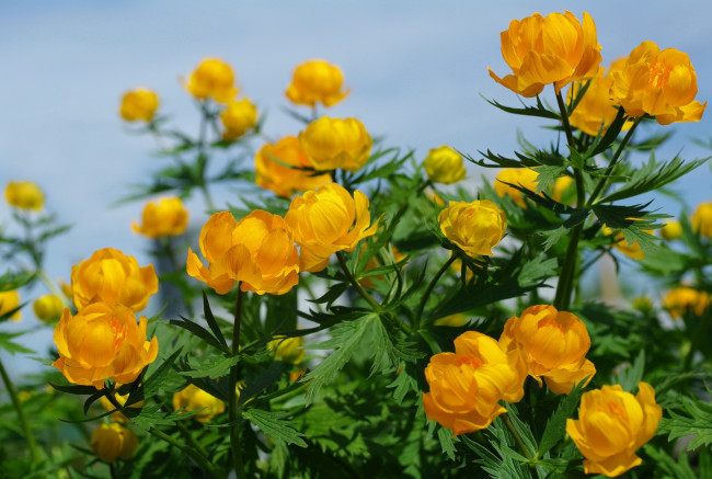 Обои картинки фото цветы, калужницы,  лютики