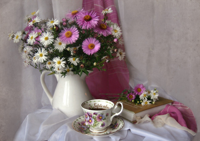 Обои картинки фото цветы, астры, татарская, астра