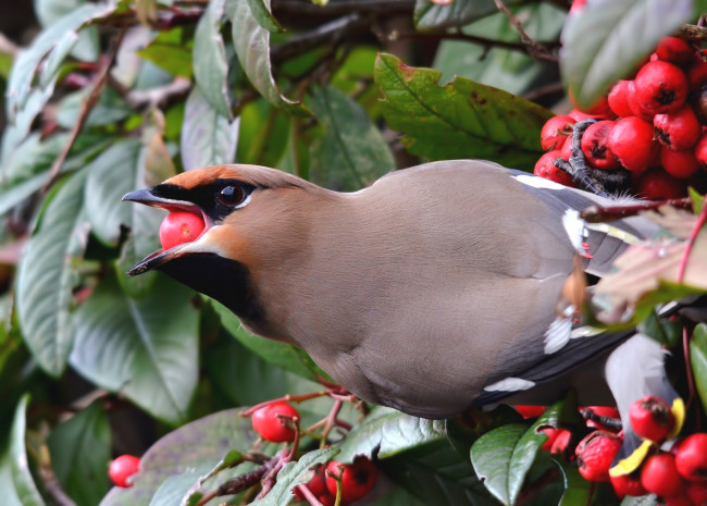 Обои картинки фото животные, свиристели, ягоды
