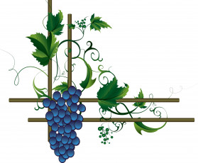 Картинка векторная+графика еда листья лоза виноград