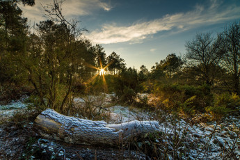 Картинка природа лес река