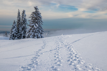 Картинка природа зима снег