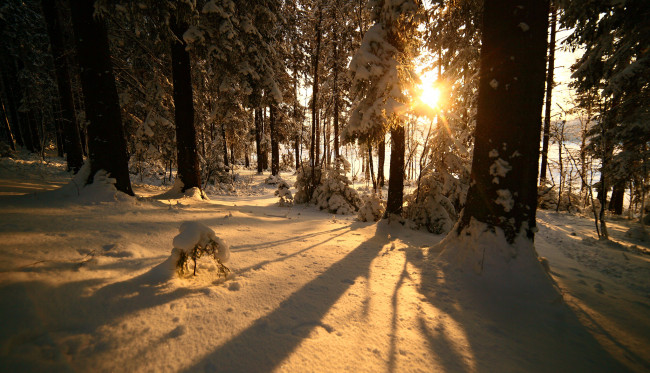 Обои картинки фото природа, зима, снег