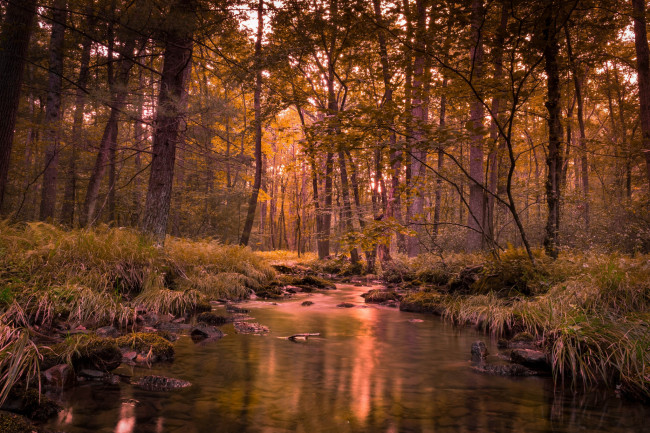 Обои картинки фото природа, реки, озера, река, лес