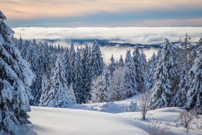 Обои картинки фото природа, зима, снег