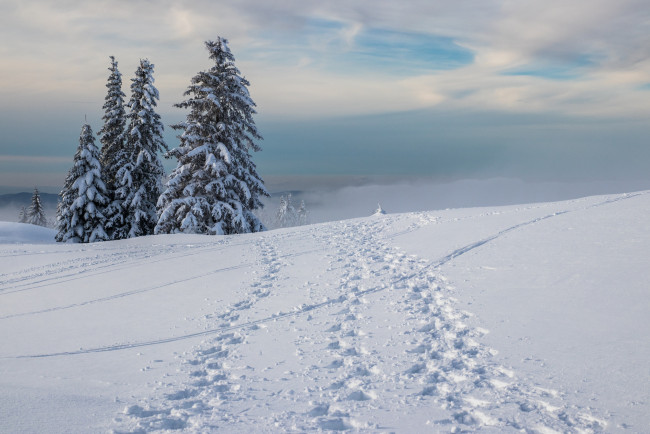 Обои картинки фото природа, зима, снег