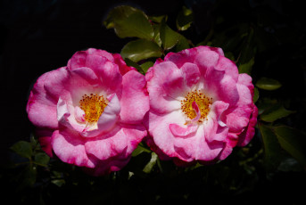 Картинка цветы розы лепестки бутон