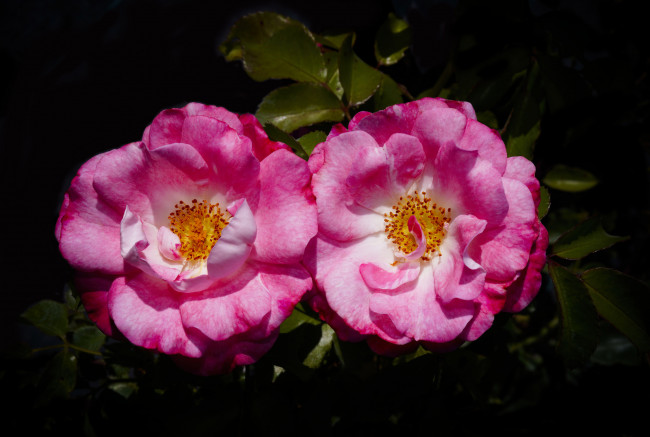 Обои картинки фото цветы, розы, лепестки, бутон