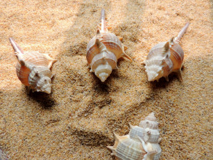 Картинка разное ракушки +кораллы +декоративные+и+spa-камни