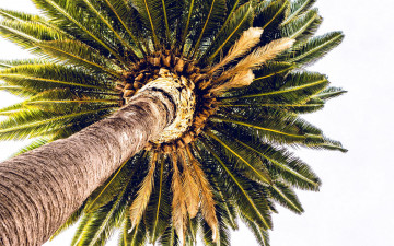 Картинка природа деревья пальма