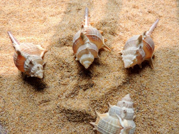 Обои картинки фото разное, ракушки,  кораллы,  декоративные и spa-камни