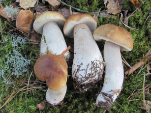 Картинка еда грибы +грибные+блюда боровики