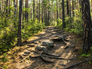 Картинка природа лес байкал россия сибирь камни деревья тропа тайга корни