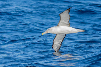 обоя животные, чайки,  бакланы,  крачки, птица