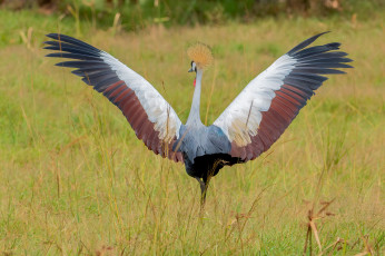 Картинка животные журавли птица