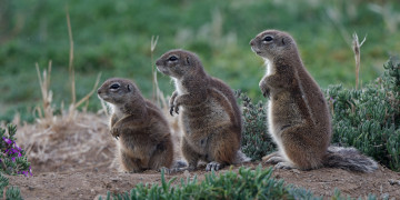 Картинка животные хорьки +куницы +горностаи +ласки +соболи трио