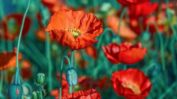 Картинка цветы маки алые макро