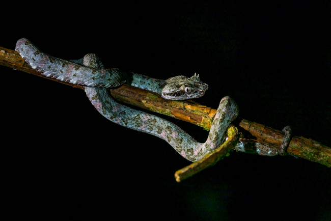 Обои картинки фото животные, змеи,  питоны,  кобры, змея