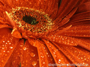 Картинка цветы герберы